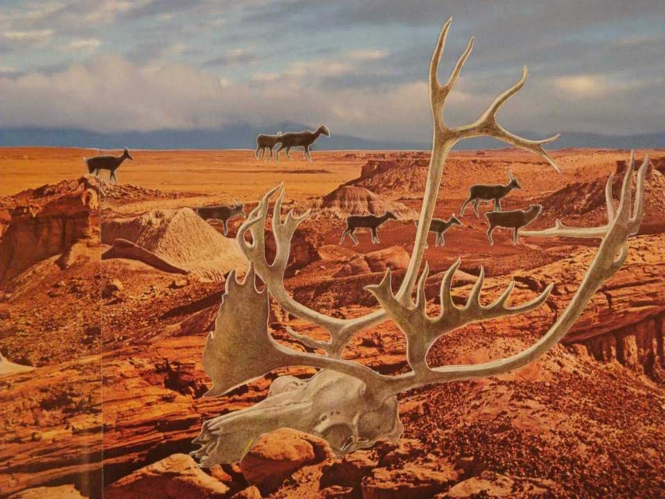 collage of elk skull and deer in rocky desert landscape