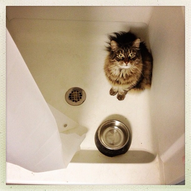 longhaired brown cat sits in a shower next to her water bowl