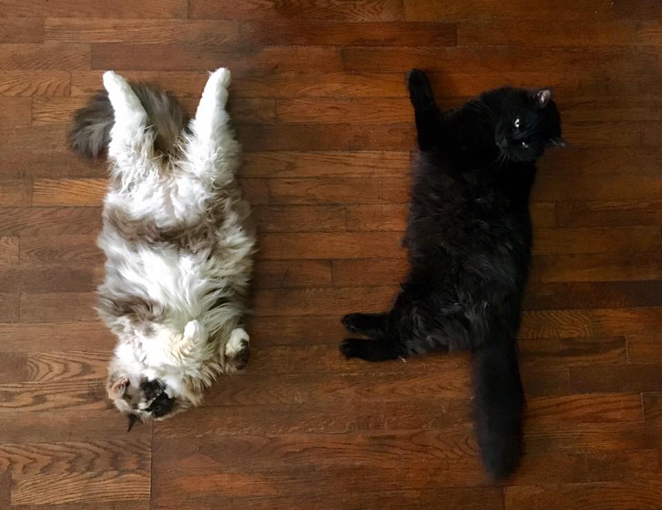 white brown furry cat lays on floor with belly exposed next to fluffy black cat