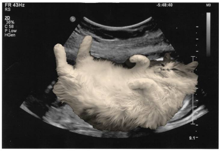 sonogram with cat instead of human