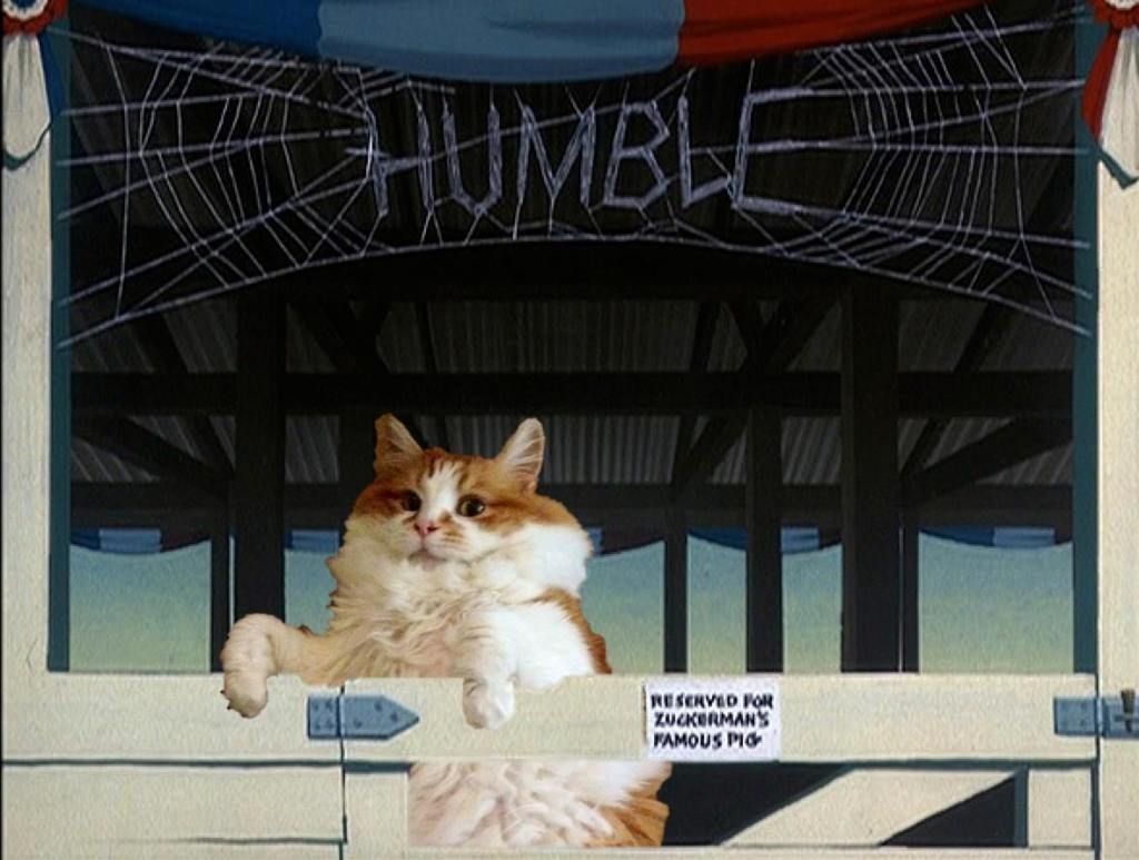 collage of white orange cat playing part of Wilbur in Charlotte's Web