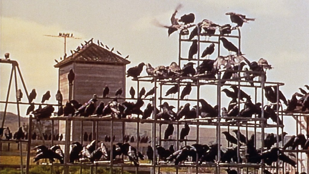 a large group of crows sits menacingly on a jungle gym; Alfred Hitchcock's The Birds